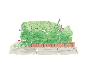 四角い植木。