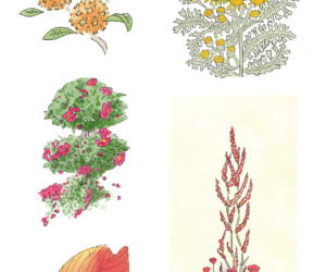 植物イラストまとめ